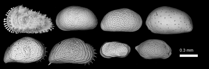 Scanning Electron Microscopy image of typical shallow-marine (neritic) ostracod species from the study sites.